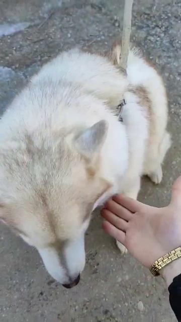 #shorts #short #animals #dog #dogs #haski #jokes #животные #собаки #хаски #здоровазаебал #🐕🐕🐕