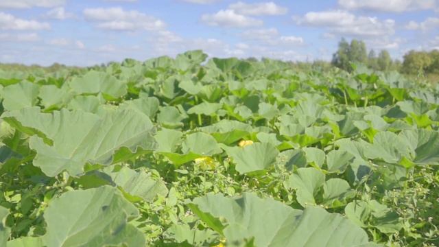 Королева Тыкв смотреть онлайн