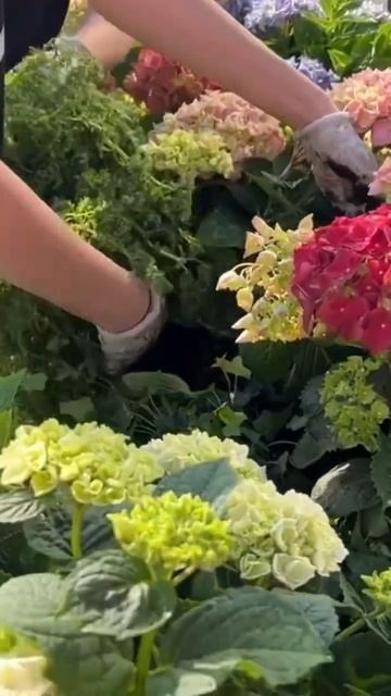 Создаем красоту#ландшафт#гортензии#цветы#рестораны#проектсада#сад#участок#уходзасадом смотреть онлайн