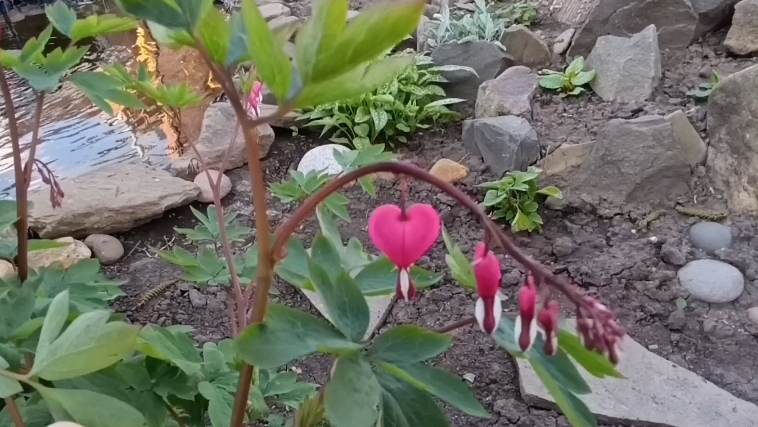 25.04.2025. Нужен ваш совет🤔. Новый цветок.Клумбы. смотреть онлайн