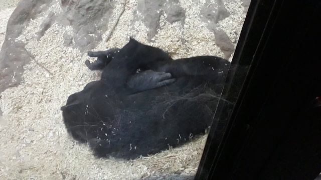 Euro, Jessie and Tuppence on the floor sleeping inside at the Welsh Mountain Zoo смотреть онлайн