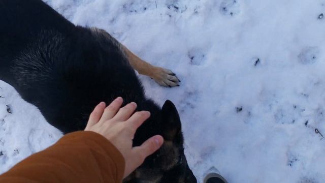 В память о службе в Кинологическом отделении МВД смотреть онлайн