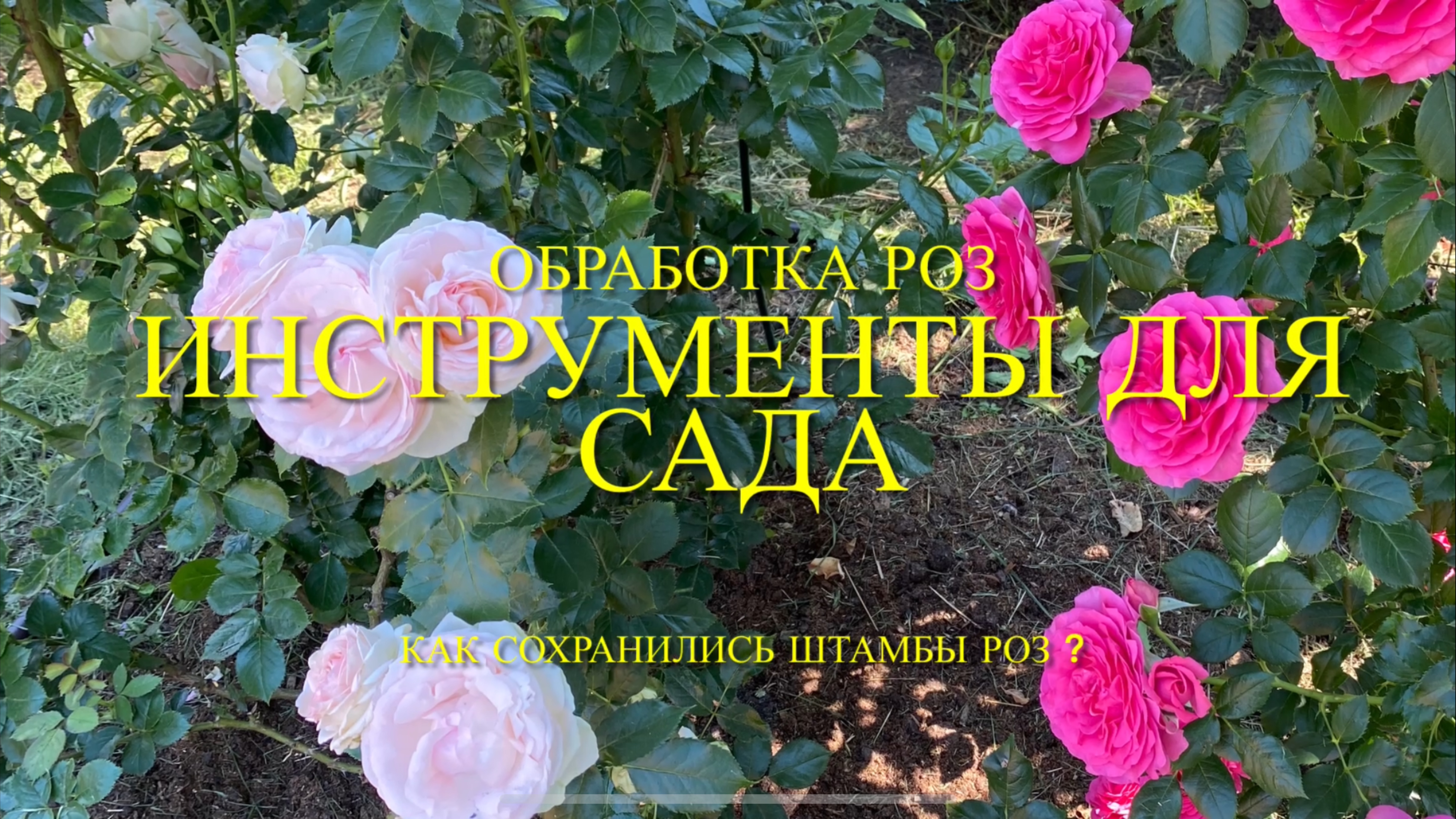 Розы. Как сохранились штамбовые розы после зимовки? Мои покупки для сада. Ответы на Ваши вопросы.🌹 смотреть онлайн