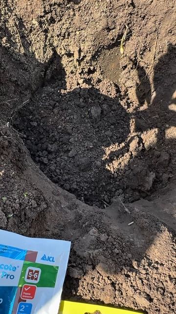 ПОСАДКА Магнолии литл джим.Magnolia Little Gem #краснодар смотреть онлайн