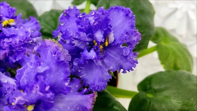 Фиалка БР-Маленькое Счастье