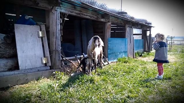 Счастье первого знакомства с животными. смотреть онлайн