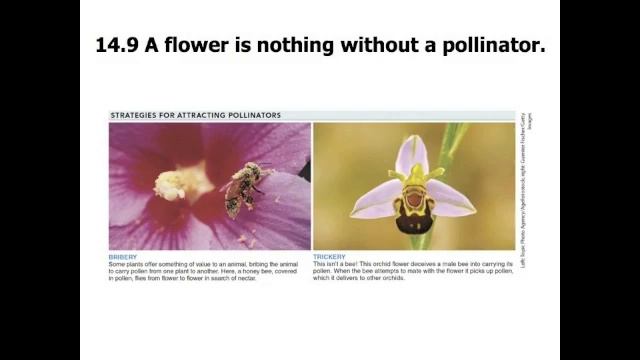 PLANT & FUNGI DIVERSIFICATION - CH 14 смотреть онлайн