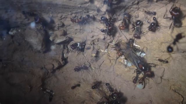 Messor Cephalotes Young Queen Is Cleaned