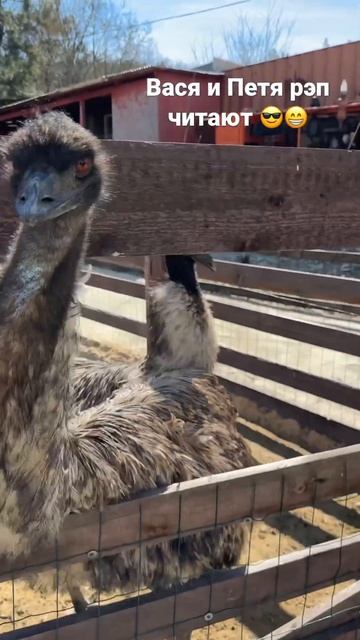 Вася и Петя читают рэп.Отель ШАТО ДИ ЛИЗ, КАБАРДИНКА #краснодарскийкрай #курорт #travel #кабардинка смотреть онлайн