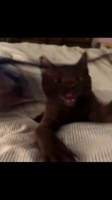 Котики (13) смотреть онлайн