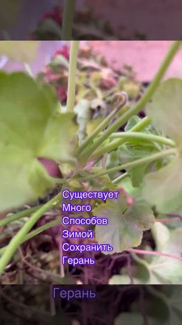 Я храню Пеларгонии двумя способами , результат всегда разный