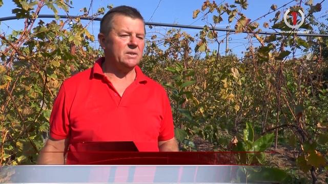 Господар із Виноградова вирощує 150 сортів винограду смотреть онлайн