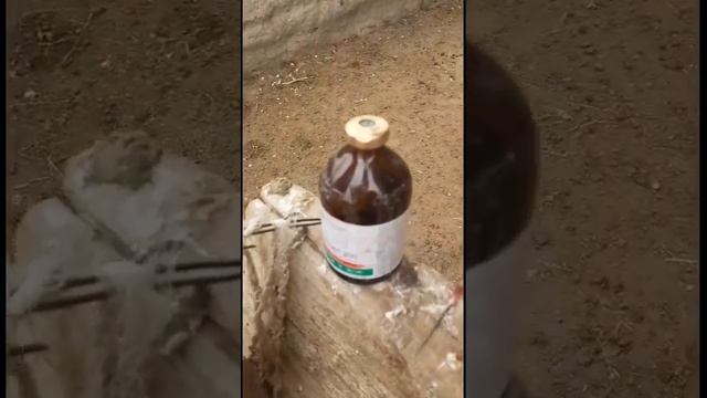 Бұзау.сиыр жылқы көзіне ақ түссе....