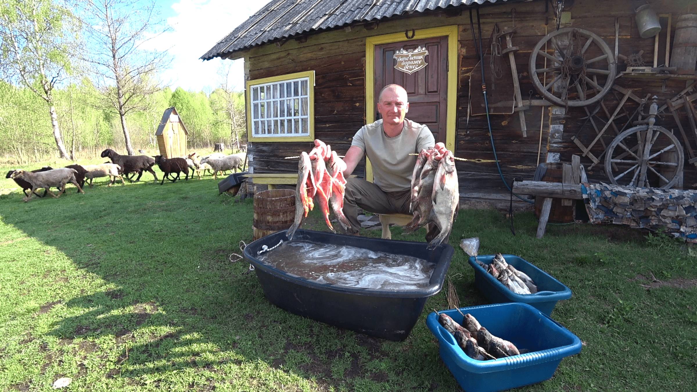 РЫБА ПОШЛА , ЗАГОТАВЛИВАЮ ВПРОК. ОСТАВИЛ ГОРОД РАДИ ЖИЗНИ в ЛЕСУ на ХУТОРЕ. №342 смотреть онлайн