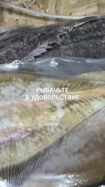 Сегодня ёрш отправляется в Томск.