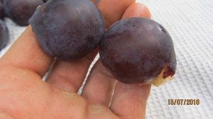 Слива Гильберт (Швеция)