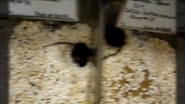Наука голодания часть 3 смотреть онлайн