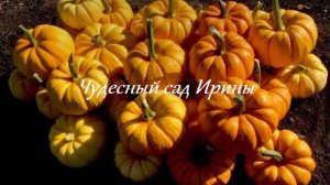 Декоративная тыква. Чудесный сад Ирины