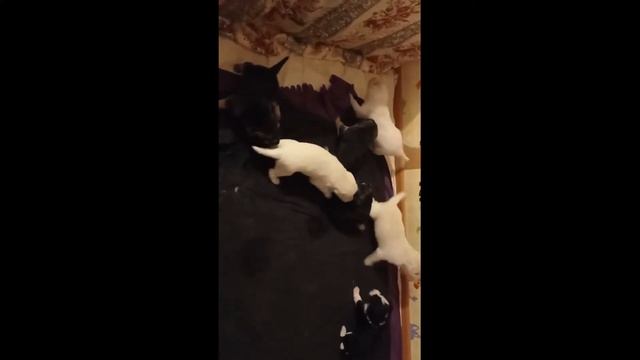 18 апреля щенки пробуют ходить смотреть онлайн