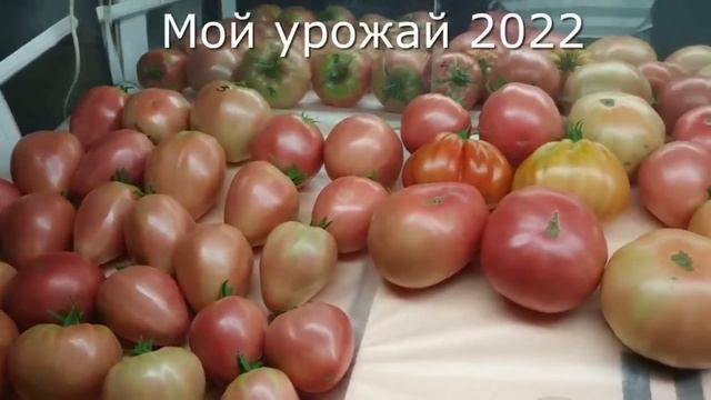 Подкормки томатов при цветении, наливе и созревании смотреть онлайн