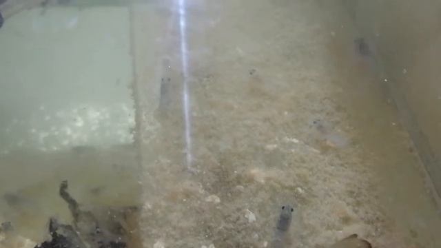 Австралийские раки. АККР. Малёк две недели.