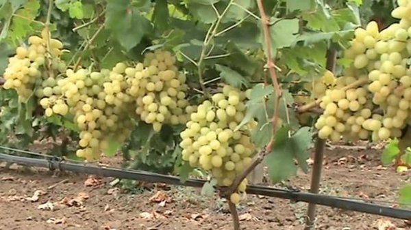 КФХ "Махотка" урожай 2016г