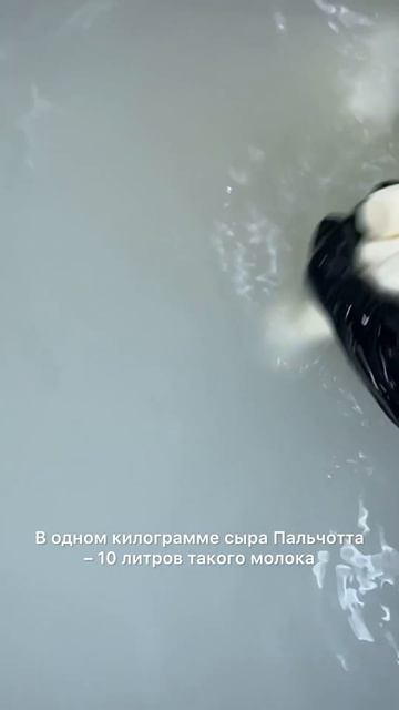 СКОЛЬКО СТОИТ ФЕРМЕРСКИЙ СЫР? Раскраываем цены на сыропригодное молоко в ленинградкой области! смотреть онлайн