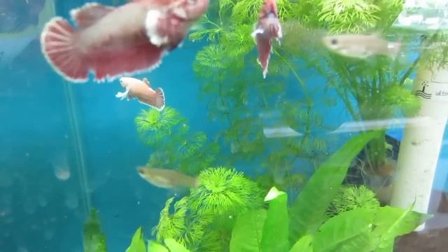 Female Elephant Ear Betta (@Fantasy Aquatics) смотреть онлайн