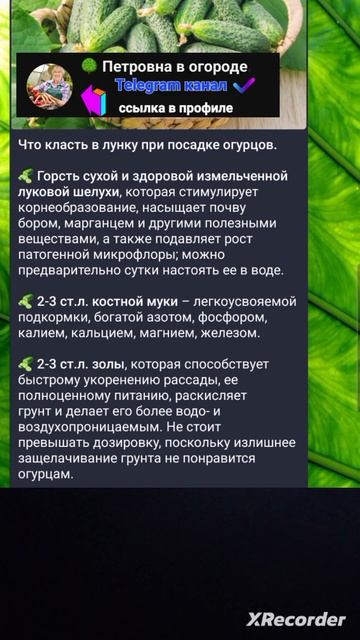 🥒Секреты выращивания ОГУРЦОВ