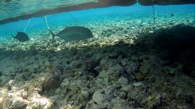 Continental Plaza aпрель 2024 смотреть онлайн