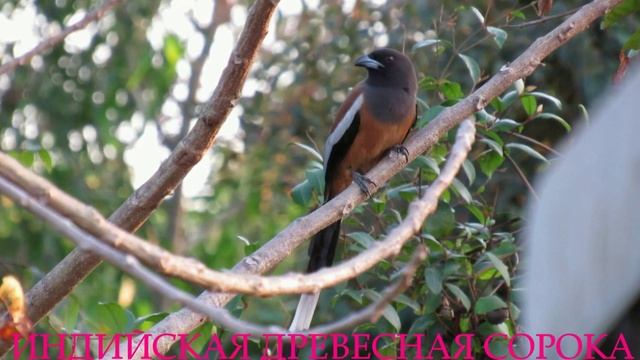 ВРАНОВЫЕ. 15-ть видов за две минуты смотреть онлайн