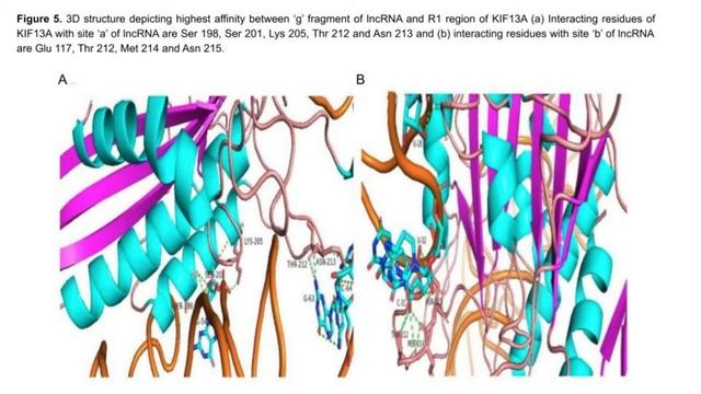 A Protocol for Deciphering LncRNA-Protein Interactions смотреть онлайн