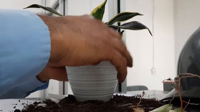 How To Propagation Snake Plant (Sansevieria) - Cara Memperbanyak Tanaman Lidah Merdua