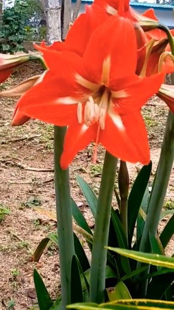flower смотреть онлайн