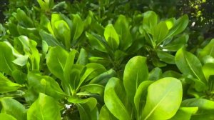 МАЛЬДИВЫ. COCOON MALDIVES. ОБЗОР ПЛЯЖА, ПИТАНИЯ « ВСЁ ВКЛЮЧЕНО», ЗАЖИГАЕМ НА КАРАОКЕ ВЕЧЕРИНКЕ!