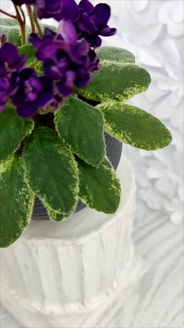 Фиалка ЛЕ-Мия