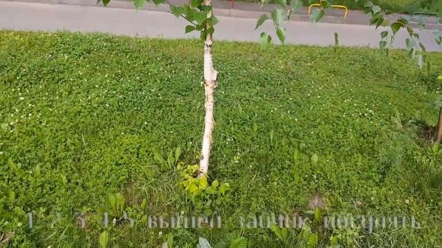Березка под весом сережек согнулась смотреть онлайн