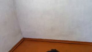 Говорим и показываем