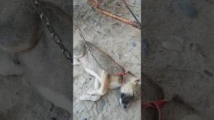 Саг дар хоб