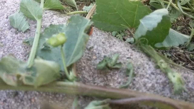 Asian Lady Beetle Азиатская божья коровка смотреть онлайн