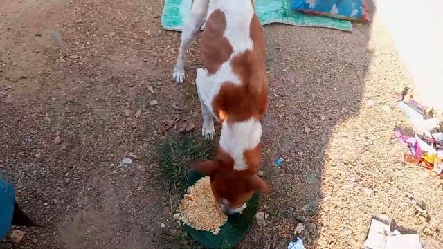 Baw Yaluwo 2023.01.01 Second Time Feeding Street Dogs Sri Lanka смотреть онлайн