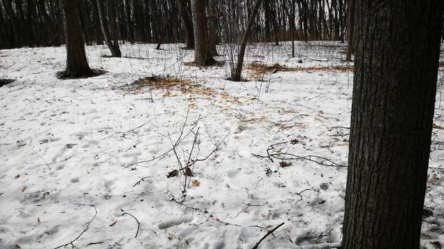 Хотел снять традиционное весеннее видео, но.. 😥😢😭😱🤦♀ Just wanted to shoot a usual spring video, bu смотреть онлайн