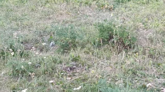 ВЛОГ Алтай 2024 2 часть I отпуск I AltaI 2024 смотреть онлайн