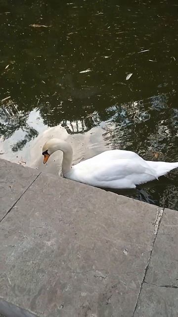 Нижняя Ореанда. смотреть онлайн