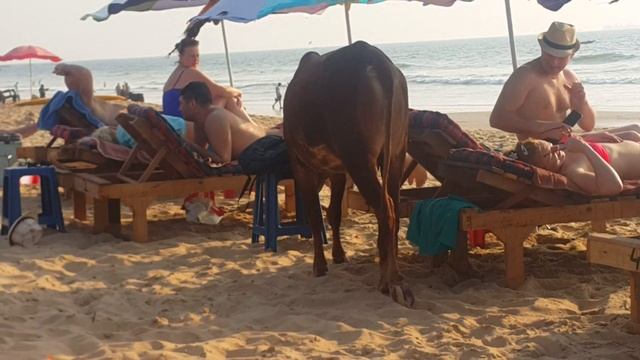 Коровэ маде ин гоа смотреть онлайн