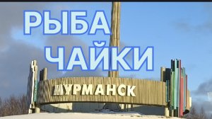 ✅ МУРМАНСК. РЫБА. ЧАЙКИ. НОРНИКЕЛЬ.