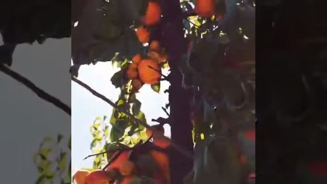 Masumoto Family Farm Peaches смотреть онлайн