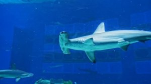 САМЫЙ БОЛЬШОЙ ОКЕАНАРИУМ В МИРЕ. КИТАЙ.