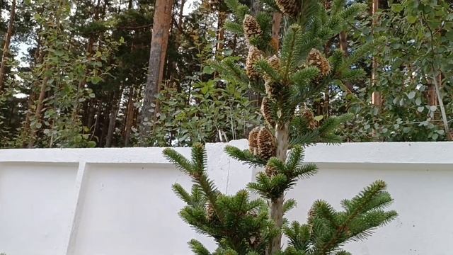 Санаторий с красивым ландшафтом и оригинальным декором смотреть онлайн