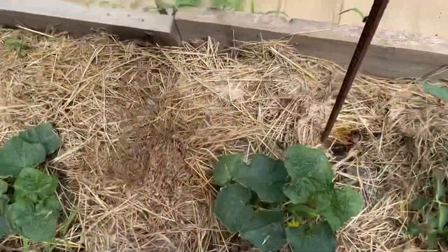 Утром когда сказала мама я была в шоке 😨 чуть не убилась ,упав с лестницы смотреть онлайн